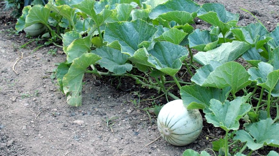 Melon