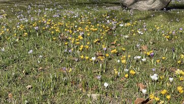 Løgplæne med krokus