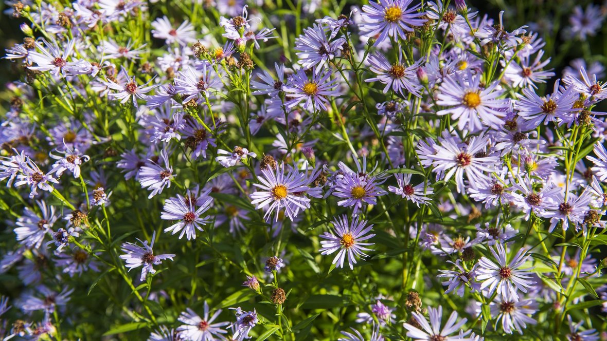 Asters