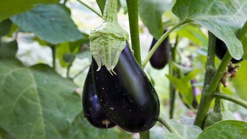 aubergine