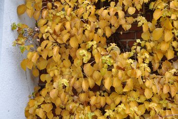 Klatrehortensia, Hydrangea anomala ssp. petiolaris