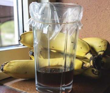 Må du drukne bananfluer i eddikefælde?