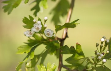 Engriflet hvidtjørn blomster og blade