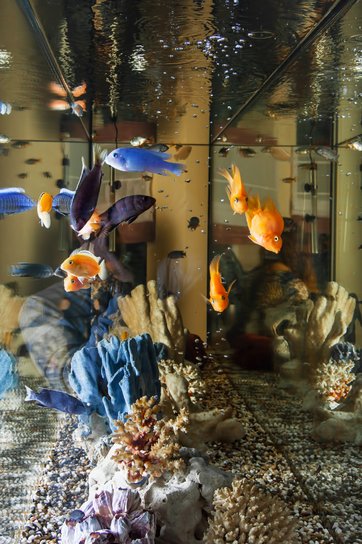 Fisk i akvarium akvarie. Foto: Vadym Zaitsev, Colourbox