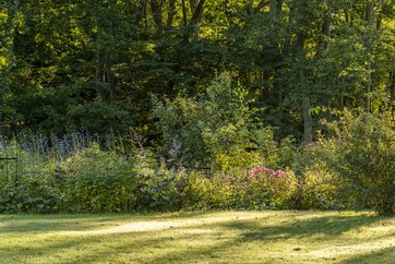 Staudebed med vilde blomster som supplement til den pæne, trimmede have