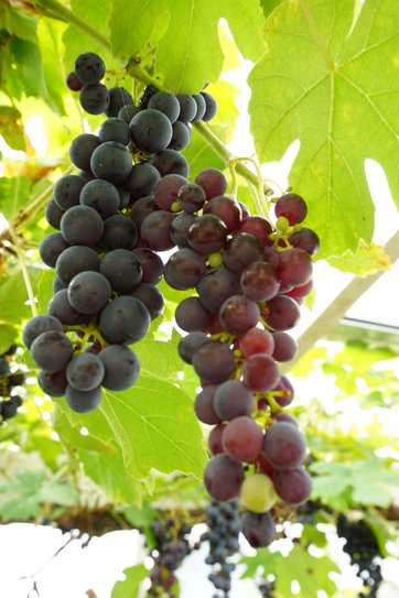 vindruer