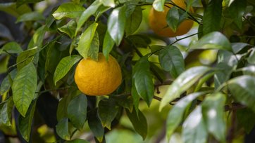 Citrontræ