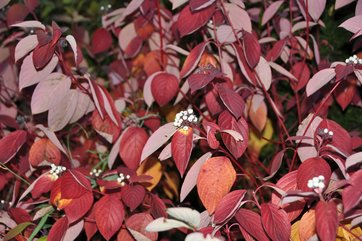 Hvid kornel, Cornus alba