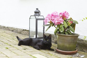 Sort kat på terrasse