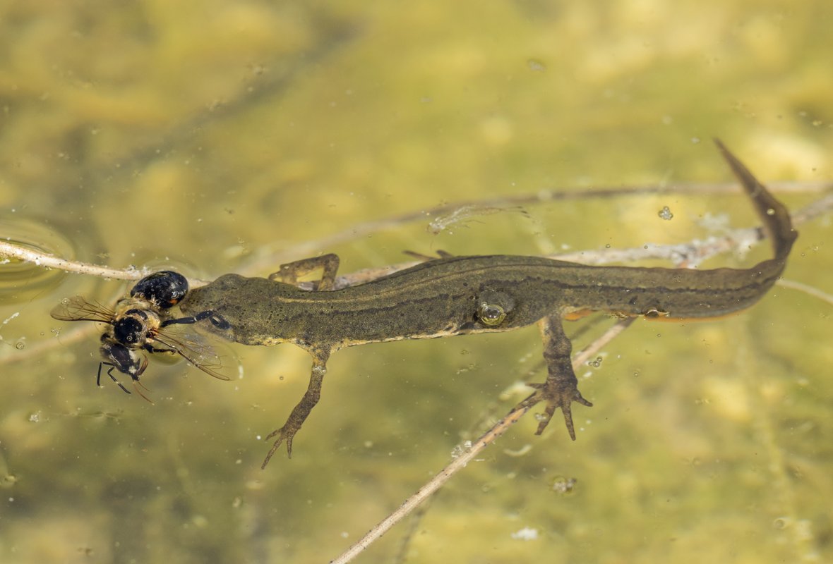 Lille vandsalamander