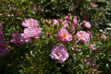 Rose Easy Cover