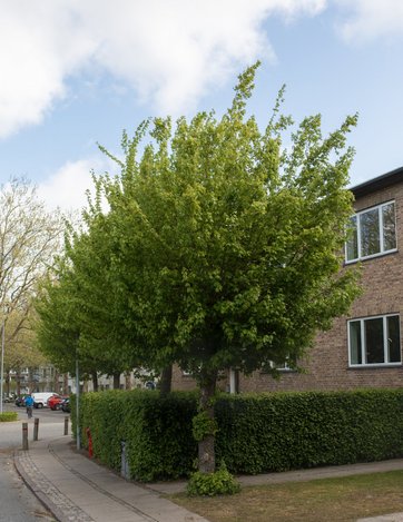 Navr foran hus