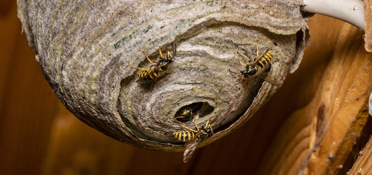 Undgå at drukne hvepse, snegle og andre insekter