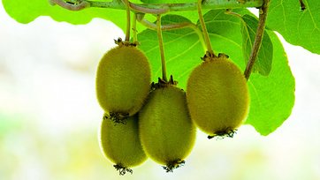 kiwi på kiwitræ
