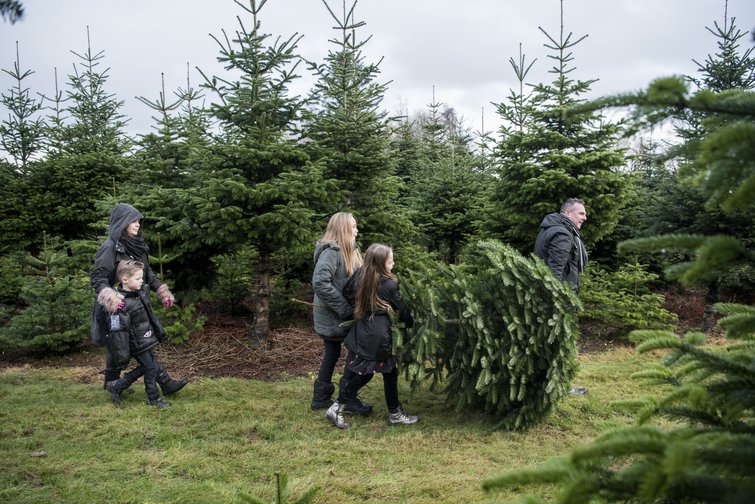 Juletræsplantage med fældet juletræ