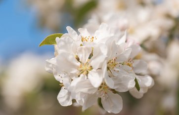 Paradisæbleblomst