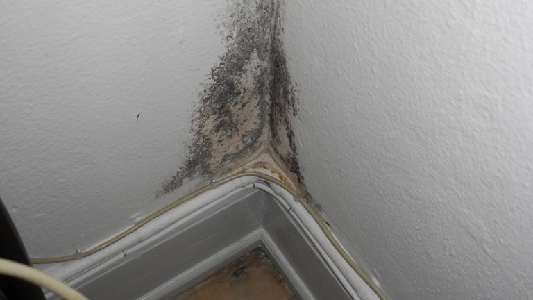 skimmelsvamp i et hjørne