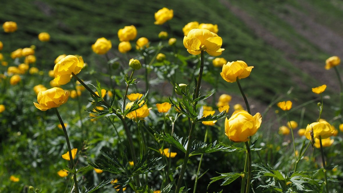 engblomme