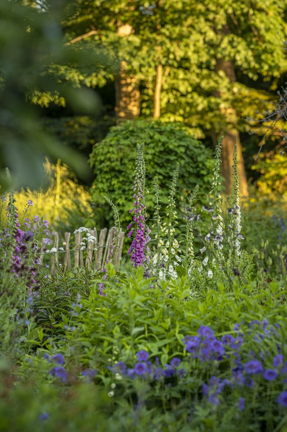 Fingerbøl er en oplagt blomst til den vilde og naturlige have