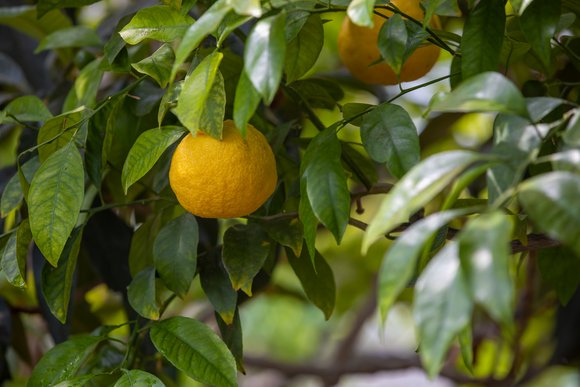 Citrustræ i krukke