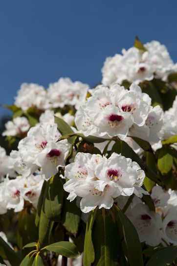 Blomstrende Rhododendronbusk i surbundsjord i en nem have