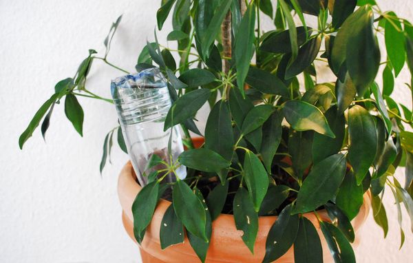 Du kan bl.a. vande dine potteplanter i ferien ved at fylde en flaske med vand og stikke den omvendt ned i planten.