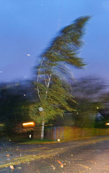 træ i storm Husforsikring og stormskade.