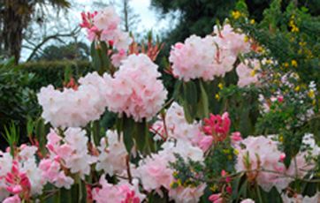 Rododendronen er en typisk surbundsplante.