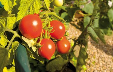 Tomatplanter trives godt i et drivhus.