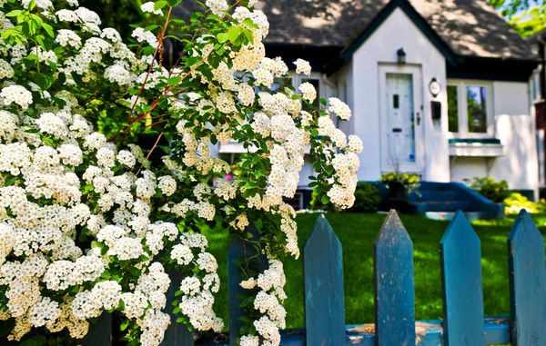 Spirea er en løvfældende hæk, som du enten kan klippe eller lade stå uklippet.