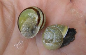 havesnegle havesnegle - snegle i villehaver.