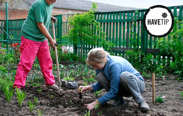Få liv i køkkenhaven til foråret ved at gøre en indsats i efteråret. Foto: Bigstock