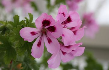 Duftpelargonie eller Duftgeranier