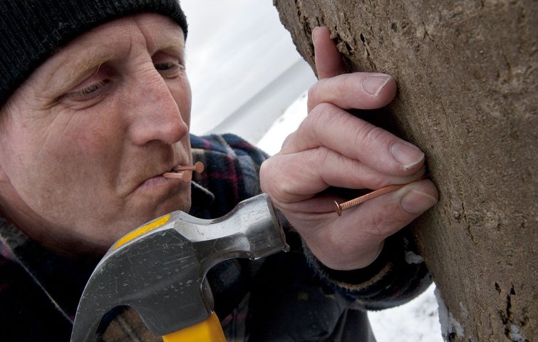Kobbersøm kan ikke slå et træ ihjel. Foto: Tommy Verting Kobbersøm kan ikke slå et træ ihjel.