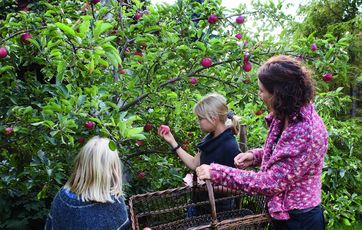 En kvinde og to piger plukker æble på et æbletræ
