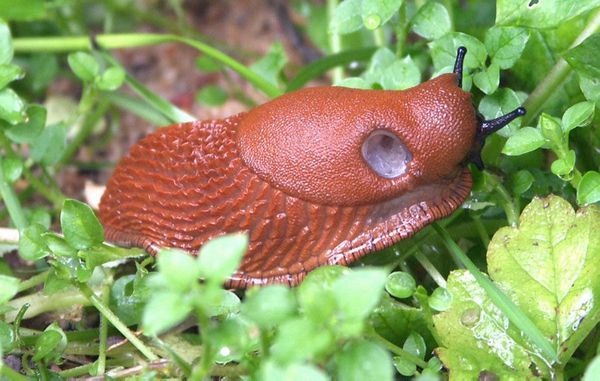 Dræbersnegle (Iberiske Skovsnegle) kan have mange farver, men ses typisk i rødbrun