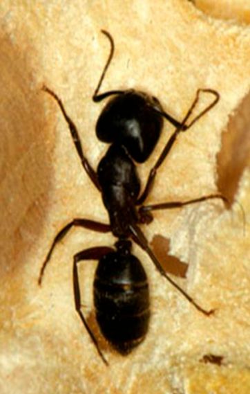 Herkulesmyren spiser alt. Herkulesmyren spiser alt.