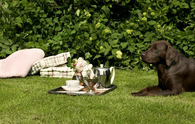 Græsbiller kan gøre din græsplæne meget grønnere end naboens. Og bare rolig - din hund tager ikke skade, hvis den skulle komme til at spise én.
