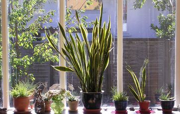 Nærbillede af planten Svigermors skarpe tunge (Sansevieria rifasciata)