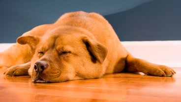Sådan vælger du gulv, når du har hund eller kat