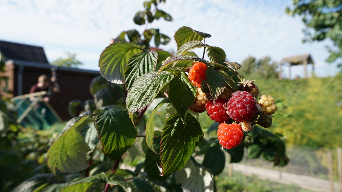 Hindbær på bindbærplante i haven