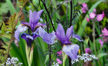 Vild kørvel, Anthricus sylvestris ’Ravenswing’