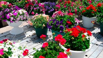 Krukker med farverige blomster på træterrasse