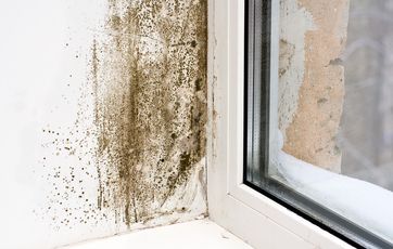 Skimmelsvampe kan sagtens være årsagen til dårligt på badeværelset. Brug knofedt for at få det væk.