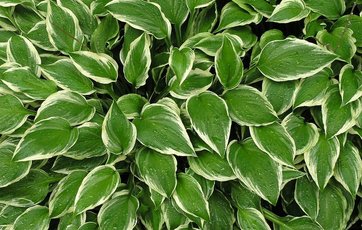 Stauden hosta