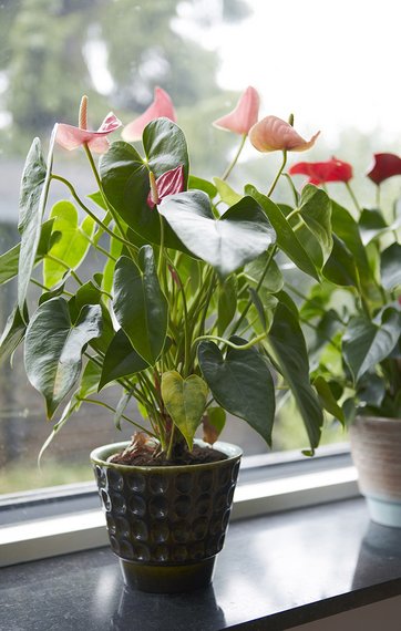 Flamingoblomst