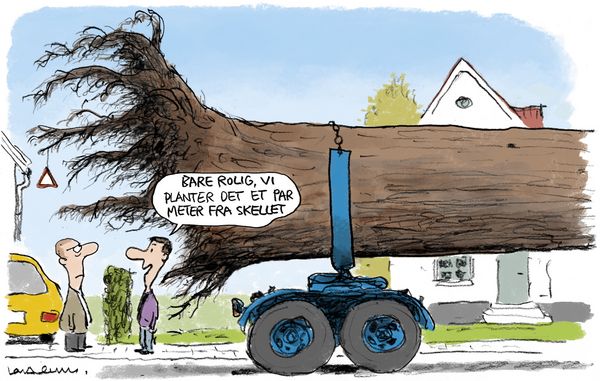 Du må ikke plante et træ lige i skellinjen, fordi den hverken er din eller naboens ejendom, så her er enhver beplantning fælles.
