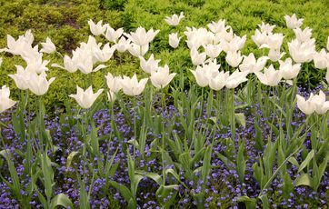 Plant løg og tulipaner i bede eller i græsplænen Du kan se frem til et tulipanbed som dette til foråret, hvis du planter løgene nu.