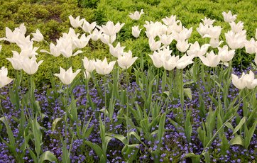 Plant løg og tulipaner i bede eller i græsplænen Du kan se frem til et tulipanbed som dette til foråret, hvis du planter løgene nu.