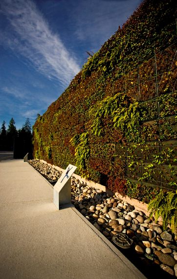 Vancouvers første plantevæg, som dækker byens akvarium. Den grønne væg hjælper med isolering både sommer og vinter. Foto: Peter Holst.